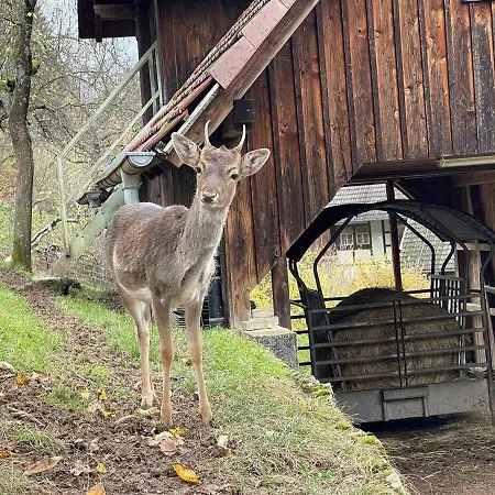 Feriendomizil Zwischen Baden-baden - Offenburg * Ottenhofen im Schwarzwald