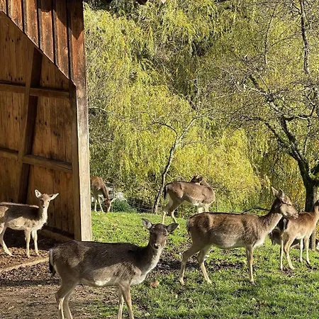 Feriendomizil Zwischen Baden-baden - Offenburg *